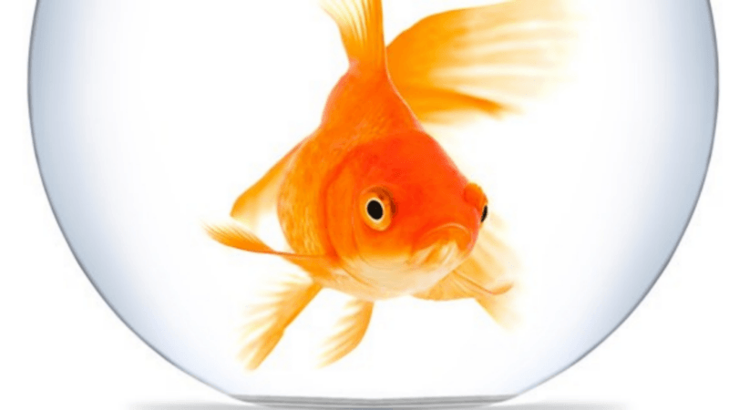 Pesce rosso, simbolo immeritato del brain rot
