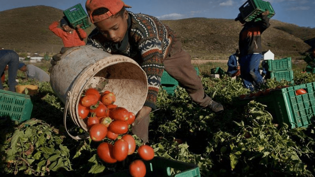 Sicilia, minori sfruttati: un bambino al lavoro nei campi