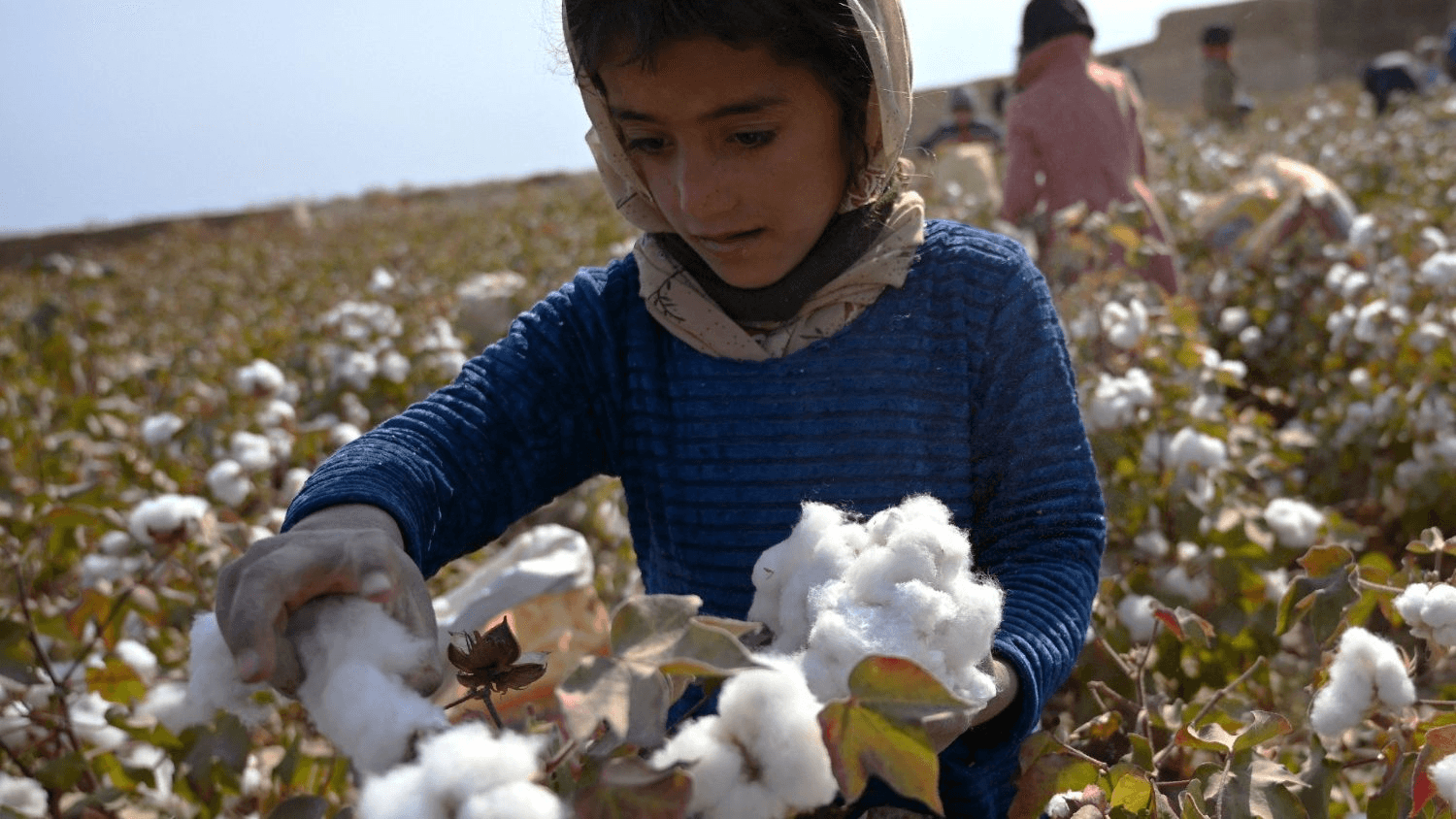 Sfruttamento di bambini nella moda: una bambina lavora in un campo di cotone