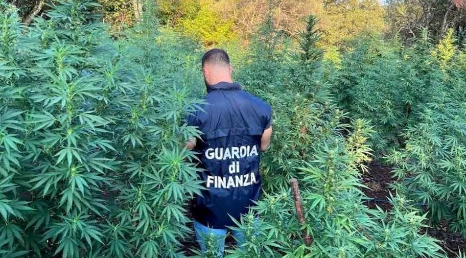 Un finanziere in mezzo a piante di cannabis ad altezza uomo