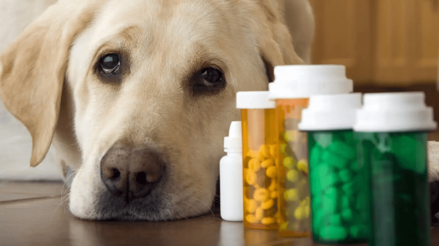 Farmaci per cani: un golden retriever con lo sguardo sconsolato accanto a dei contenitori di pillole