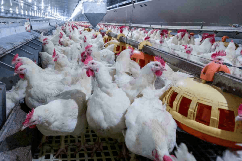 I polli allevati in uno stabilimento Fileni