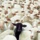 Il diversity management e le donne childfree
