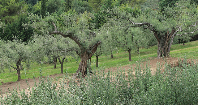 piante d'ulivo