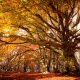 Il foliage del turismo marchigiano