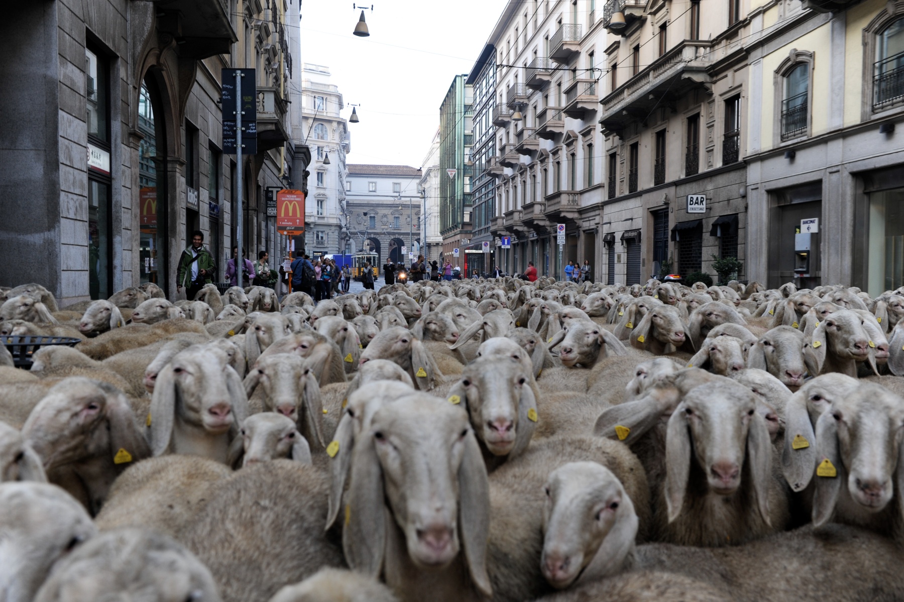 Pastori digitali e greggi sociali