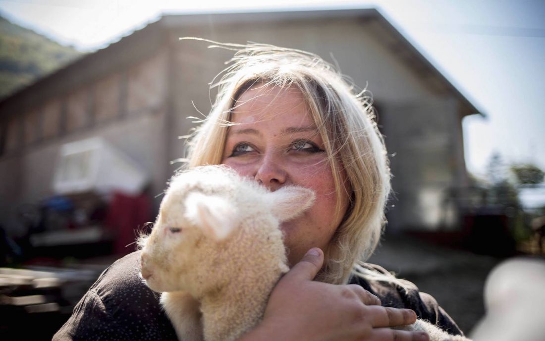 Terremoto Marche e lana Sopravissana: la vera pecora è la politica