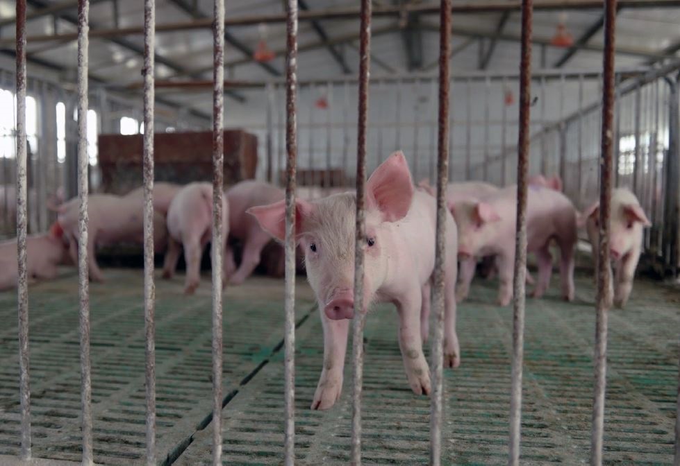 Qual è il vero prezzo del cibo che mangiamo? Nell'immagine, maialini in un allevamento intensivo.