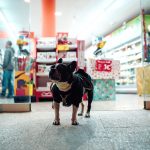 Un consumatore ideale per la Pet Economy: un bulldog francese fuori da un negozio per animali