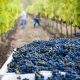Reddito di cittadinanza: braccia donate all’agricoltura?