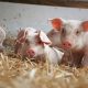 Allevamenti e benessere animale: non dev’essere per forza un macello