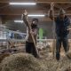 Pastore, femminile plurale