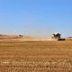 Il prezzo del grano tocca i 580 euro a tonnellata, ma non è colpa della guerra