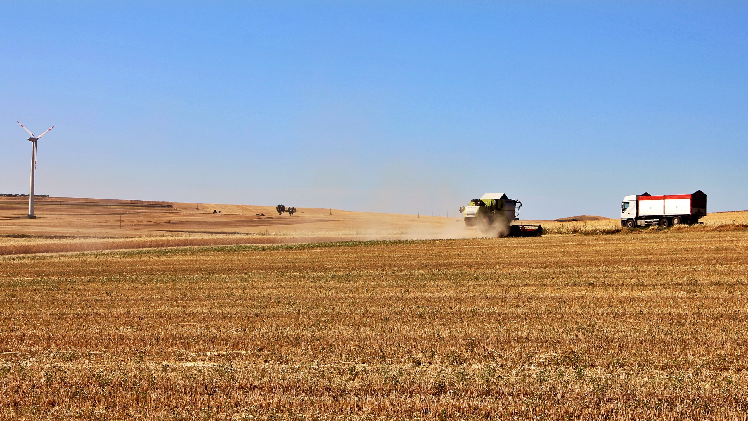 Il prezzo del grano tocca i 580 euro a tonnellata, ma non è colpa della guerra