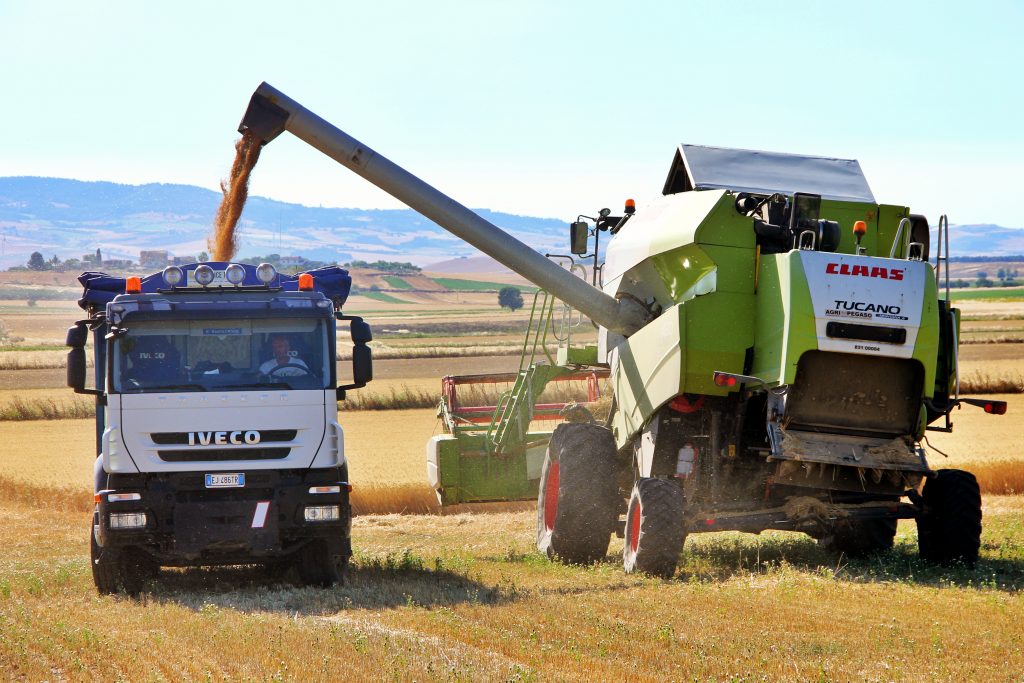 Due camion procedono alla trebbiatura del grano in un campo del Tavoliere.