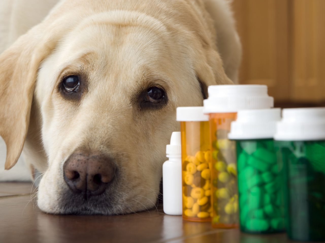 Farmaci per cani e costi esorbitanti, un labrador dallo sguardo sconsolato accanto a boccette di pillole colorate